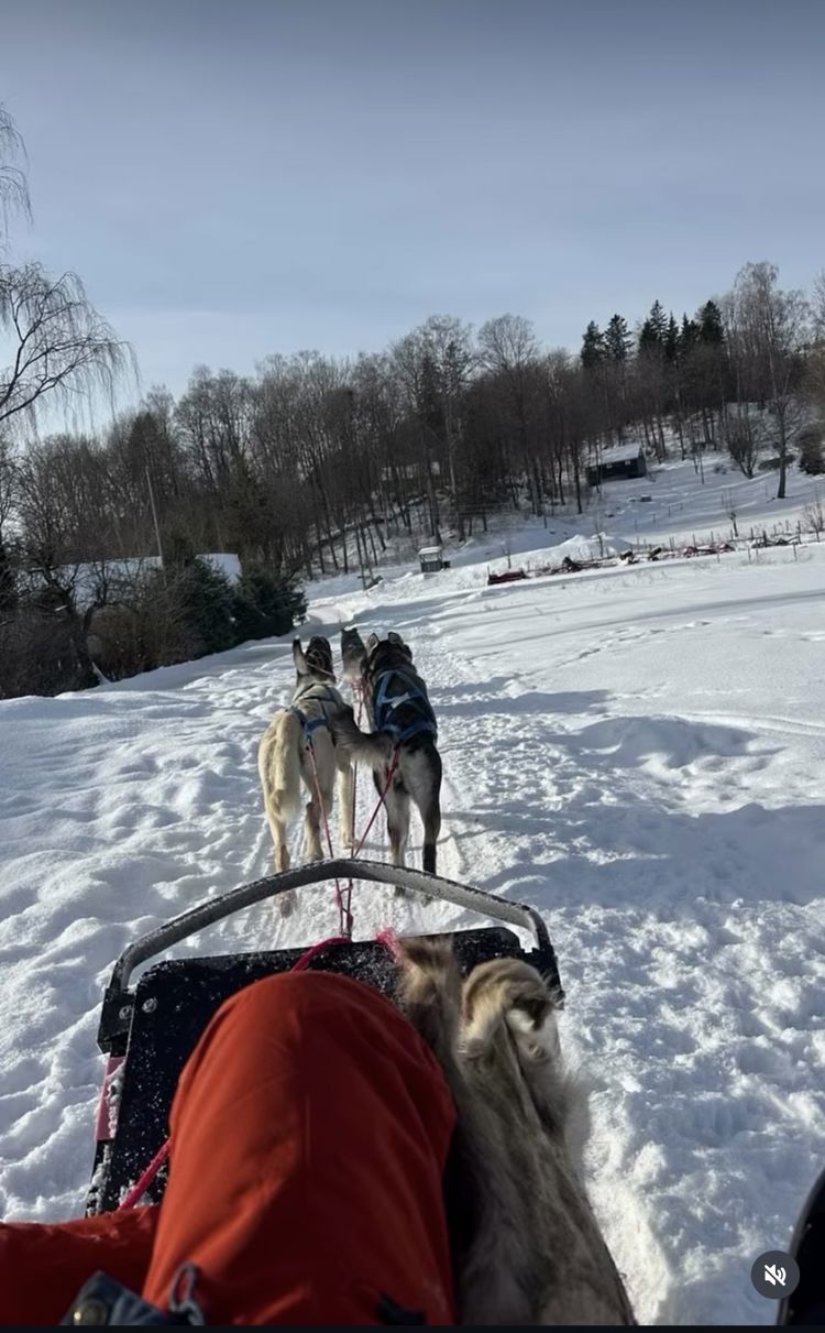 En person på en slede med en hund på en snødekt vei