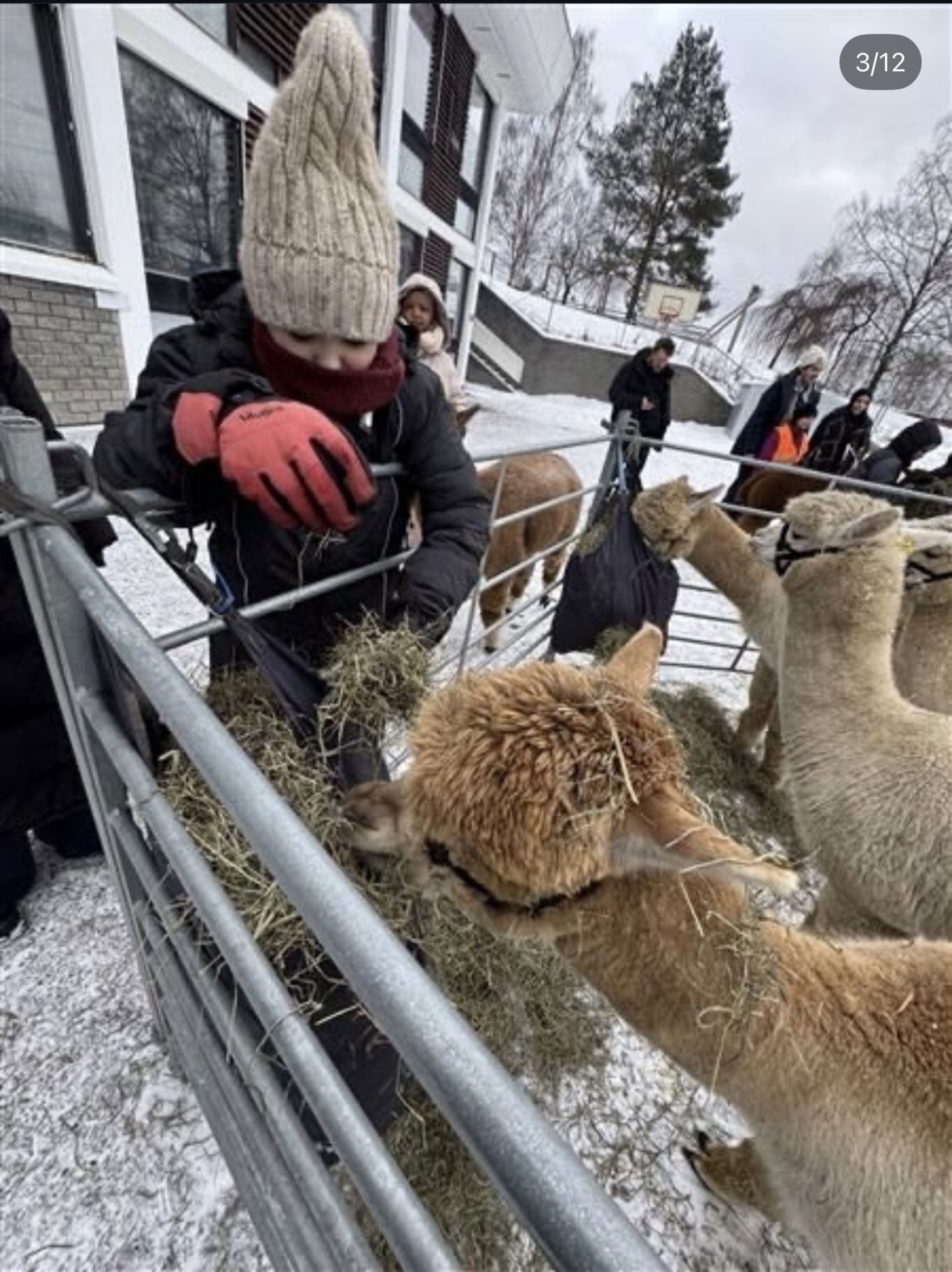 En gruppe mennesker som står ved siden av et gjerde med en gruppe lamaer i En gruppe mennesker som står ved siden av et gjerde med en gruppe lamaer i