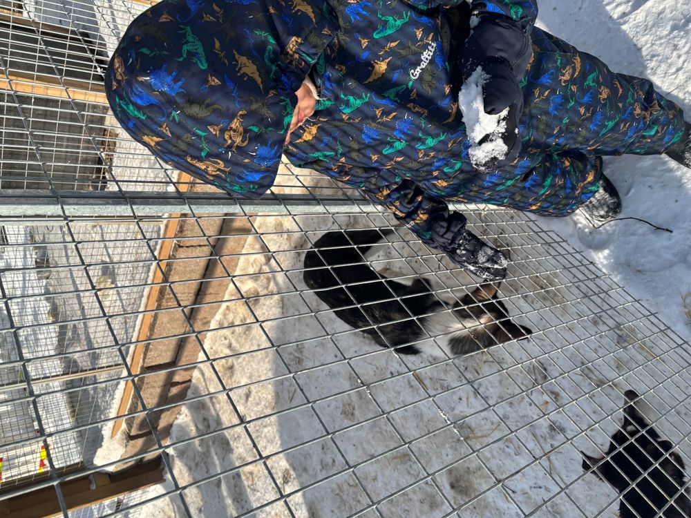 en person i kamuflasje med en bjørn i bur