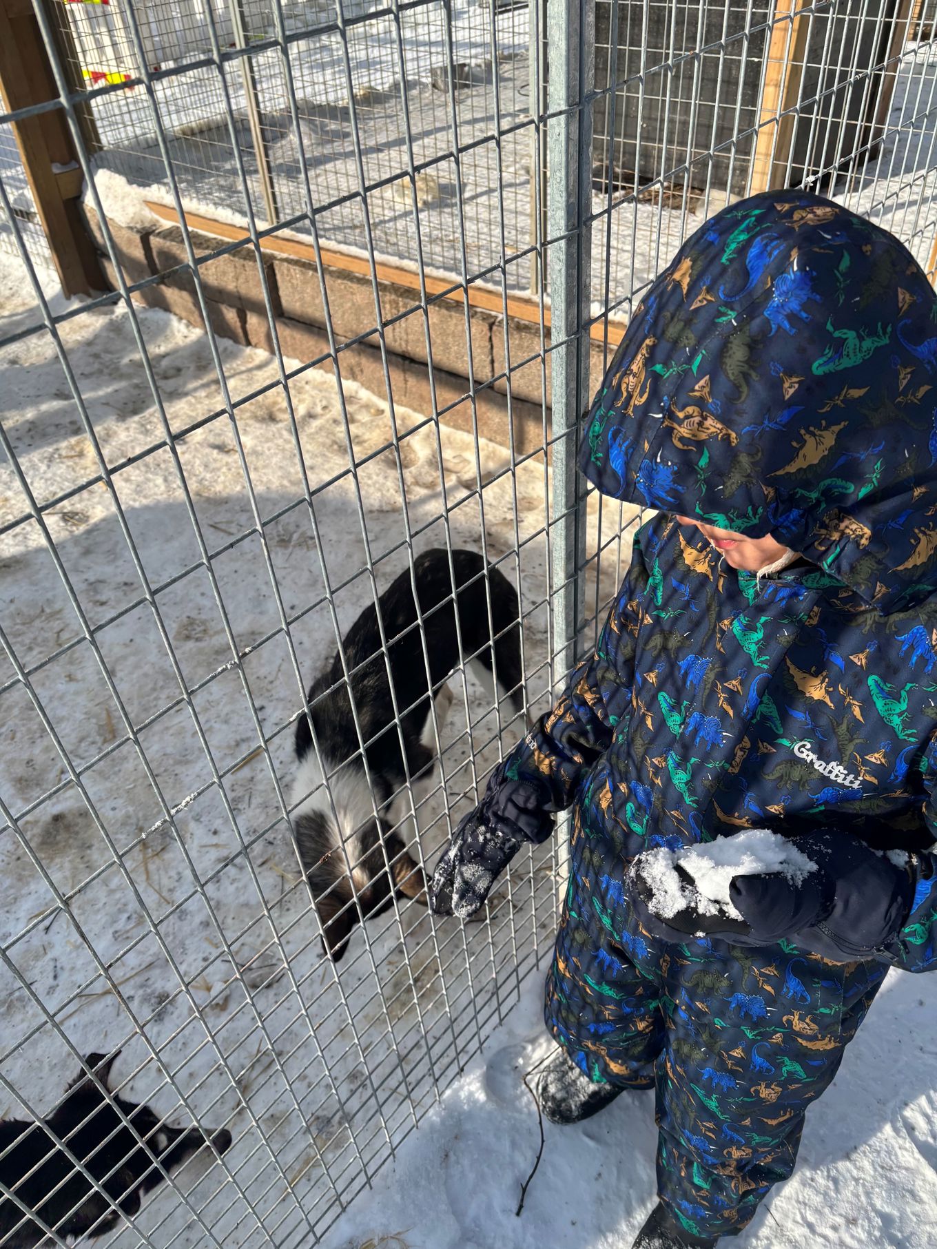 en person i kamuflasje med en bjørn i bur en person i kamuflasje med en bjørn i bur