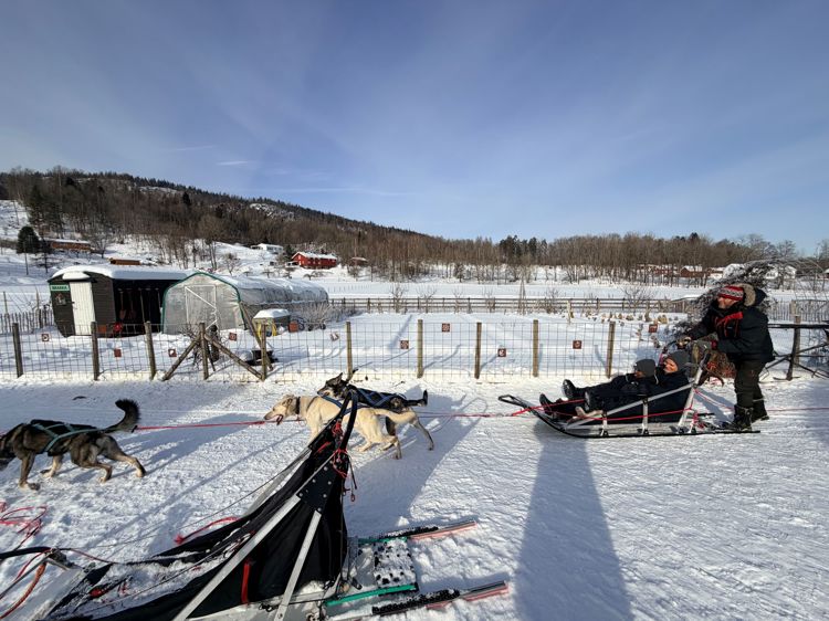 en person med hund og slede i snøen