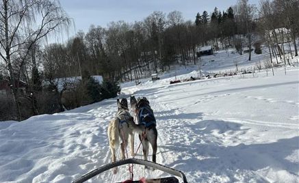 Hunder på en slede i snøen Hunder på en slede i snøen