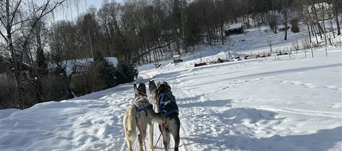 Hunder på en slede i snøen Hunder på en slede i snøen