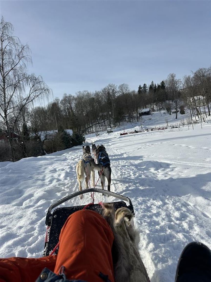 Hunder på en slede i snøen Hunder på en slede i snøen